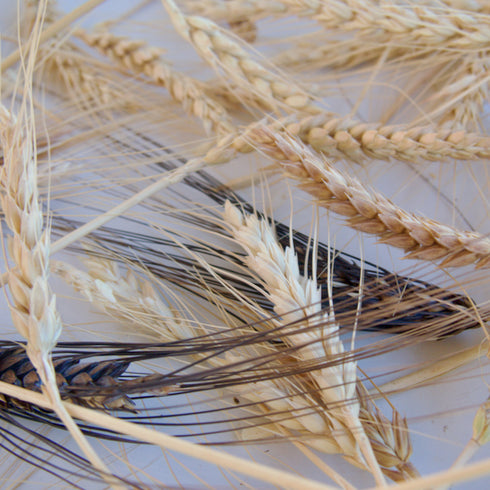 Hulless Grains Mix (Wheat, Barley & Rye)